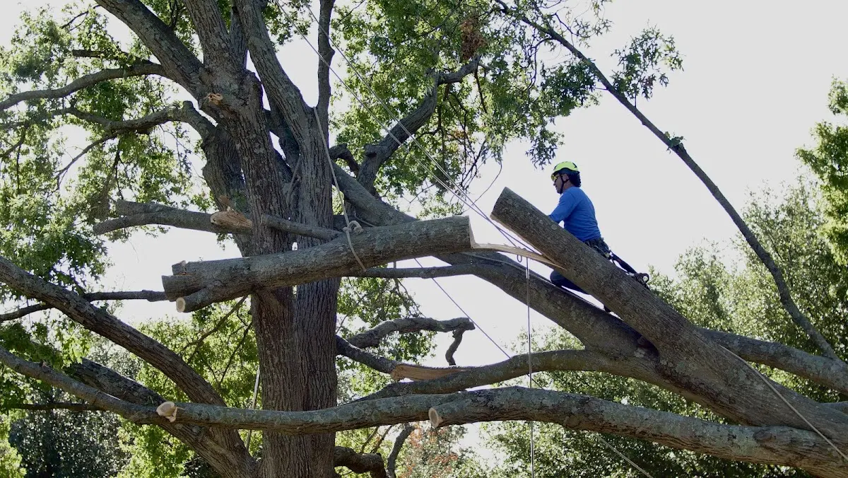 Professional Crown Thinning performed by certified arborists in Olds