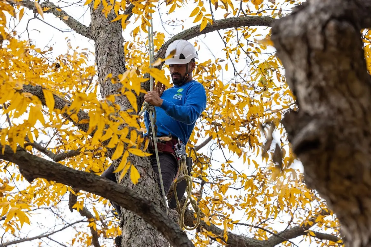 Skilled Tree Planing crew working in Olds